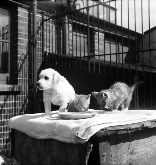 Framed Print : Animals at Prince Rock Dogs and Cats home Plymouth. August 1950 O25406-004