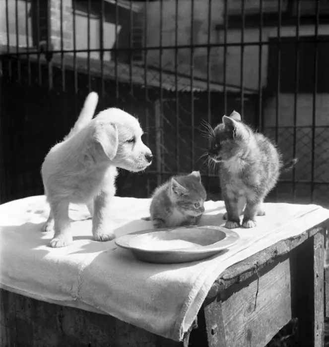 Framed Print : Animals at Prince Rock Dogs and Cats home Plymouth. August 1950 O25406-008