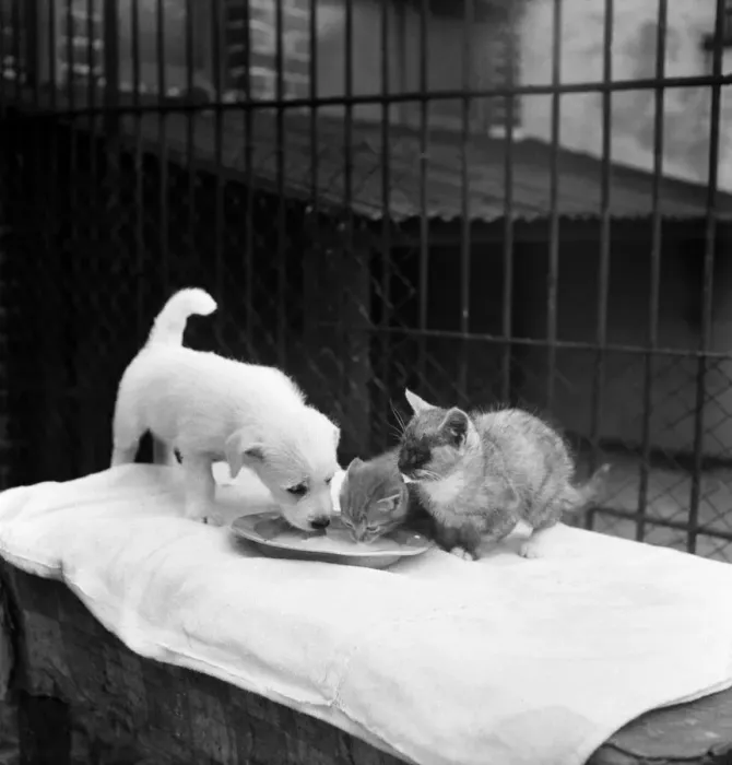 Framed Print : Animals at Prince Rock Dogs and Cats home Plymouth. August 1950 O25406-011 Framed Print : Animals at Prince Rock Dogs and Cats home Plymouth. August 1950 O25406-011