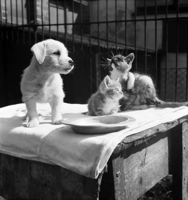 Framed Print : Animals at Prince Rock Dogs and Cats home Plymouth. August 1950 O25406-010 Framed Print : Animals at Prince Rock Dogs and Cats home Plymouth. August 1950 O25406-010