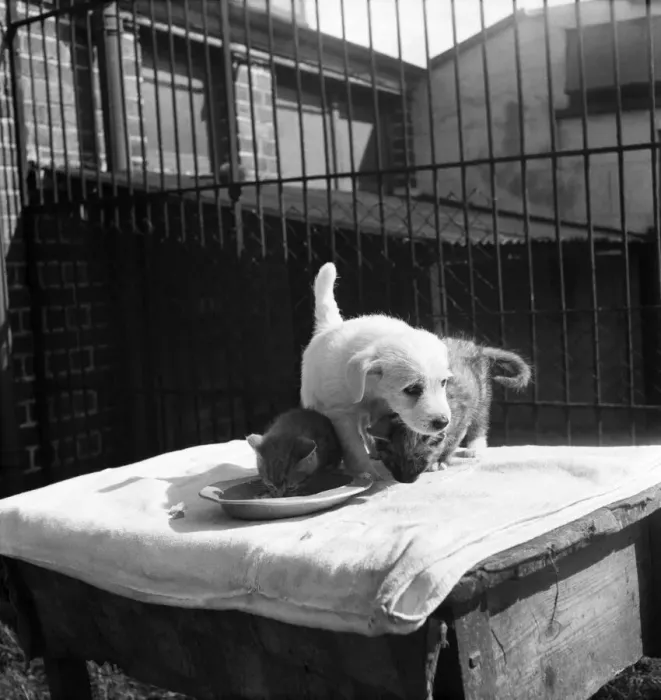Framed Print : Animals at Prince Rock Dogs and Cats home Plymouth. August 1950 O25406-009 Framed Print : Animals at Prince Rock Dogs and Cats home Plymouth. August 1950 O25406-009