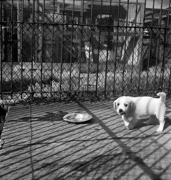 Animals at Prince Rock Dogs and Cats home Plymouth. August 1950 O25406-013