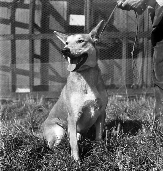 Animals at Prince Rock Dogs and Cats home Plymouth. August 1950 O25406-003