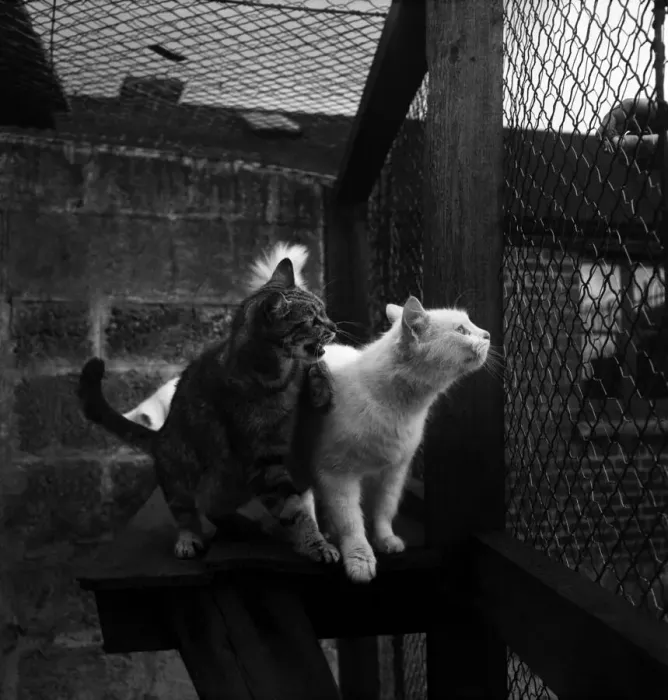 Framed Print : Animals at Prince Rock Dogs and Cats home Plymouth. August 1950 O25406-014 Framed Print : Animals at Prince Rock Dogs and Cats home Plymouth. August 1950 O25406-014