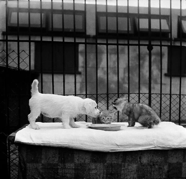 Animals at Prince Rock Dogs and Cats home Plymouth. August 1950 O25406-006
