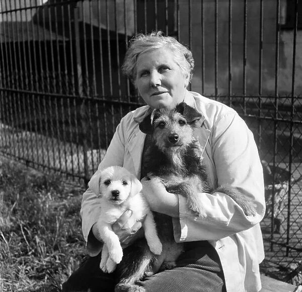 Animals at Prince Rock Dogs and Cats home Plymouth. August 1950 O25406-001