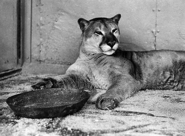 Animals: Puma. August 1935 P000660