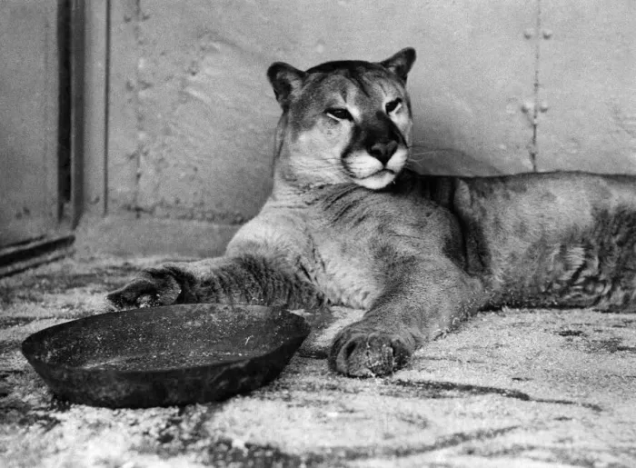 Framed Print : Animals: Puma. August 1935 P000660 Framed Print : Animals: Puma. August 1935 P000660