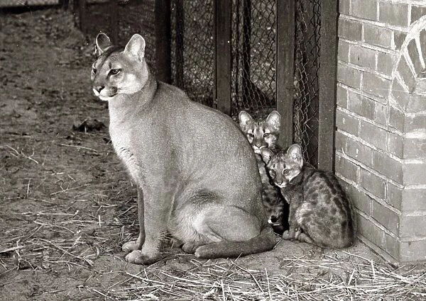 Animals - Puma and cubs at Whipsanade Zoo February 1958 A©mirrorpix
