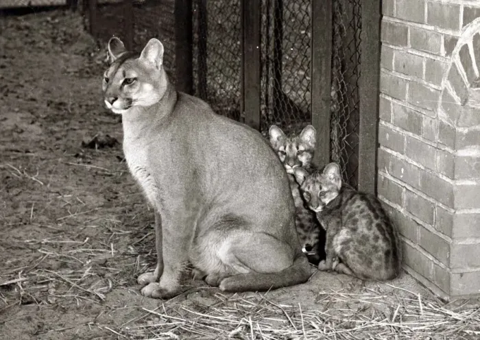 Framed Print : Animals - Puma and cubs at Whipsanade Zoo February 1958 A©mirrorpix Framed Print : Animals - Puma and cubs at Whipsanade Zoo February 1958 A©mirrorpix