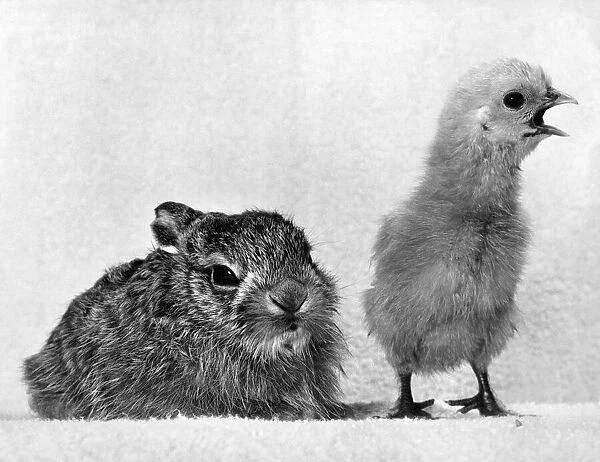 Animals - Rabbits with chick. P000654