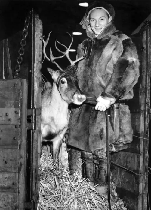 Framed Print : Animals - Reindeer. December 1946 P000643 Framed Print : Animals - Reindeer. December 1946 P000643