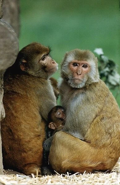 Animals Rhesus Monkeys August 1992