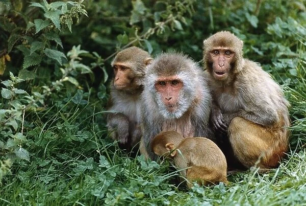 Animals Rhesus Monkeys in Longleat a Safari Park August 1992