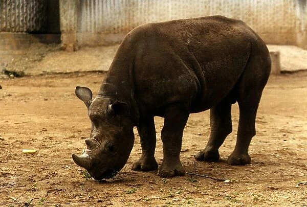 Animals Rhino circa 1991