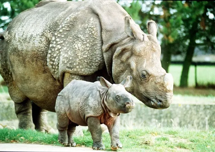 Framed Print : Animals Rhino October 1989 Bardia the rhino with his mother Roopa born 3 weeks ago