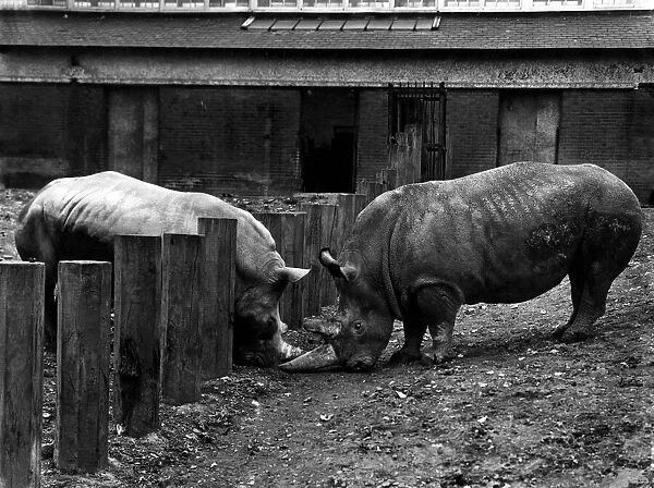 Animals: Rhinoceros. Romance, even for a rhinoceros, is a delicate affair