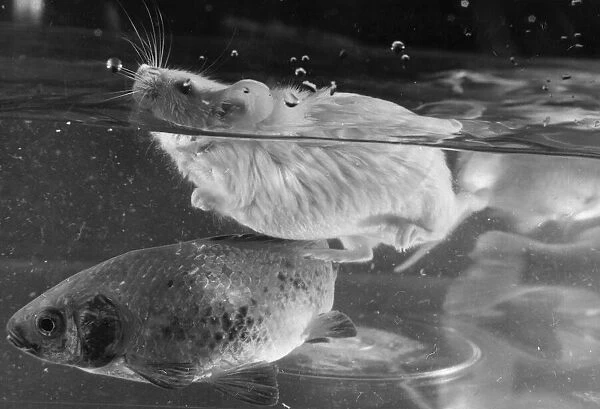 Animals Rodents Mice A mouse called Bobby McGregor who has a liking for swimming