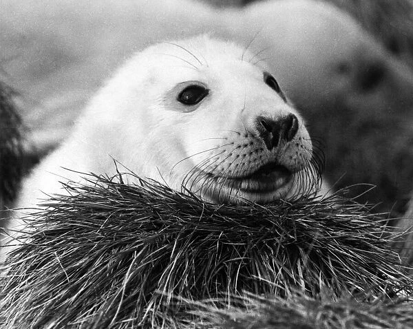Animals - Seals. Baby Seal. P004205