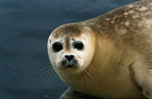 Animals Seals May 1994