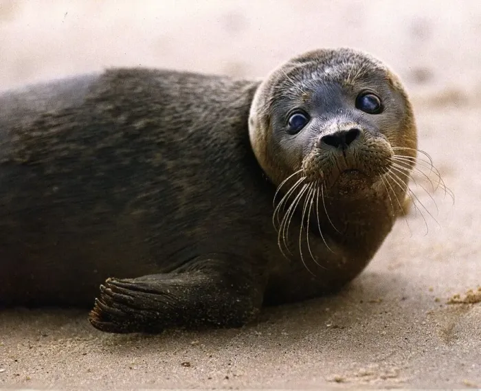 Framed Print : Animals Seals October 1991 Framed Print : Animals Seals October 1991