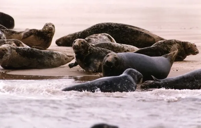 Framed Print : Animals Seals Pollution suffering seals in the dee estuary off the cheshire coast Framed Print : Animals Seals Pollution suffering seals in the dee estuary off the cheshire coast