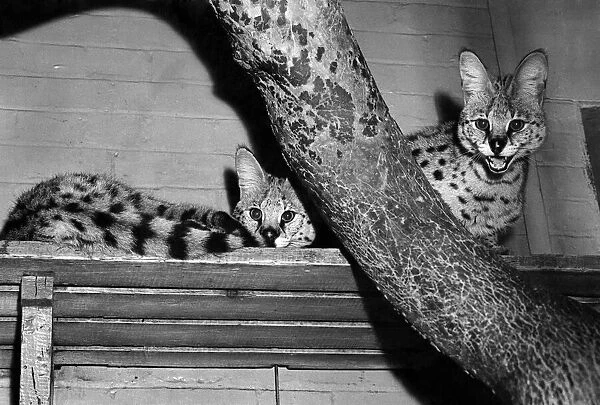 Animals: Serval cats. March 1954 P005160