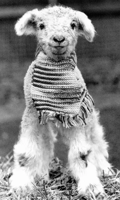 Framed Print : Animals Sheep lambs Decmber 1988 This lamb was kept warm by its knitted scarf Framed Print : Animals Sheep lambs Decmber 1988 This lamb was kept warm by its knitted scarf