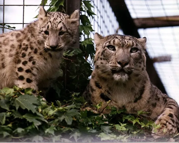 Framed Print : Animals Snow Leopards mum Shah and cub Raisa at Chessington World of Adventures Zoo Theme