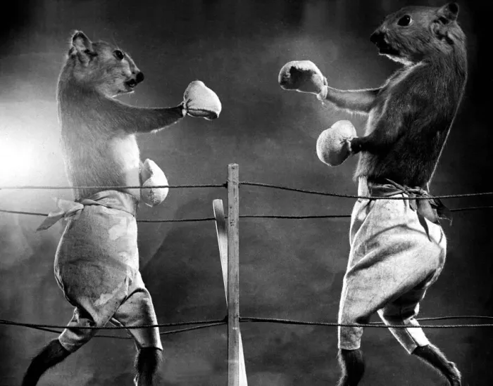Framed Print : Animals - Squirrels - Stuffed Squirrel Light Weight Boxing Championship