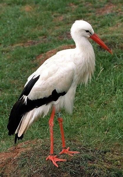 Animals Stork Whipsnade Zoo June 1997