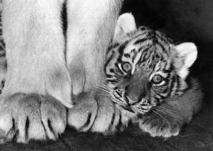 Framed Print : Animals - Tiger: Its a great big World. May 1977 P000735 Framed Print : Animals - Tiger: Its a great big World. May 1977 P000735