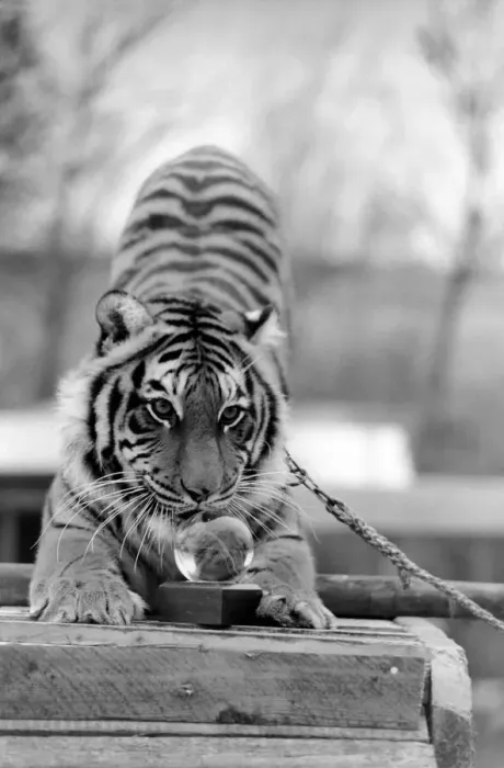 Framed Print : Animals: Tiger: nEmmai the tiger is one of two tigers used to promote Esso Petrol one Framed Print : Animals: Tiger: nEmmai the tiger is one of two tigers used to promote Esso Petrol one