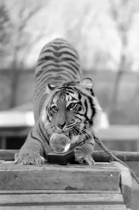 Framed Print : Animals: Tiger: nEmmai the tiger is one of two tigers used to promote Esso Petrol one Framed Print : Animals: Tiger: nEmmai the tiger is one of two tigers used to promote Esso Petrol one