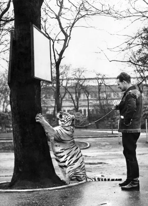 Framed Print : Animals - Tigers: January 1957 P000730 Framed Print : Animals - Tigers: January 1957 P000730