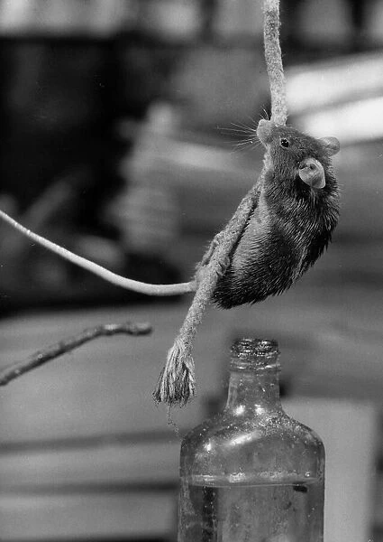 Animals Vermin Fieldmouse Mice A mouse climbs down a rope #21472565