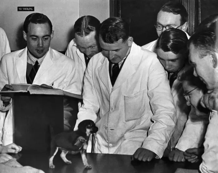 Framed Print : Animals Vets: Trainee Vets seen here at the Royal veterinary Collage, examine a Puppy