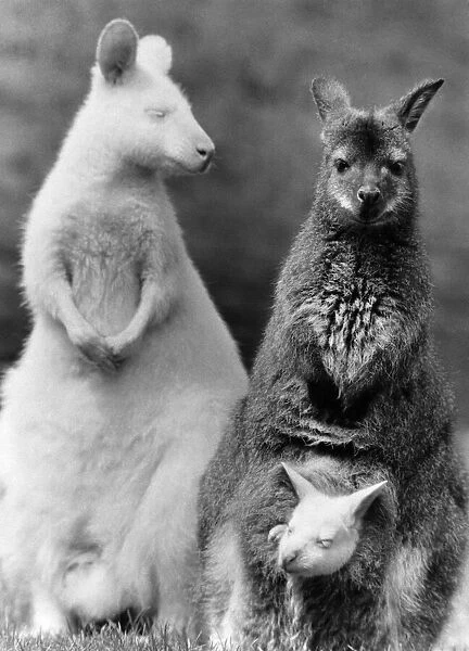 Animals-Wallakies A New Line In Jumpers: What do you get when you cross a white wallaby