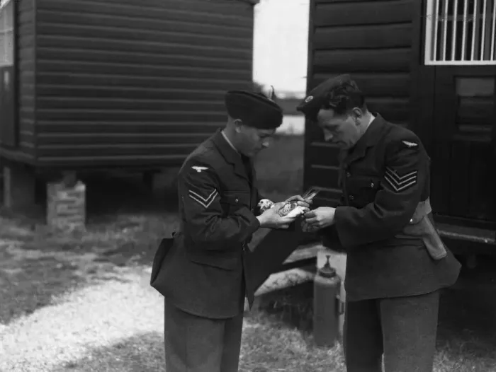 Framed Print : Animals at War Birds Pigeon. A messenger pigeon sits in the hand of an soldier as another Framed Print : Animals at War Birds Pigeon. A messenger pigeon sits in the hand of an soldier as another