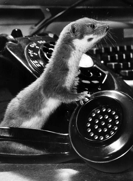 Animals Weasels answering the telephone