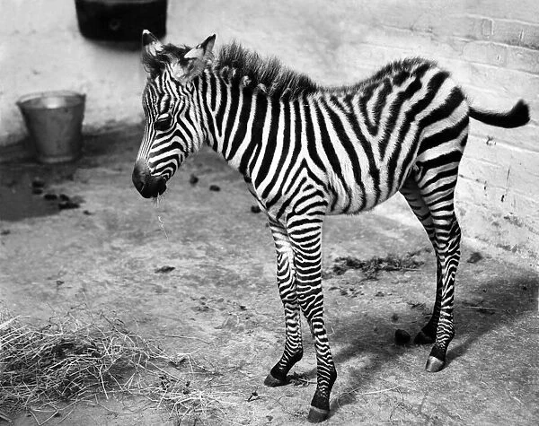Animals Zebra: Animals at Belle Vue. July 1954 P009544