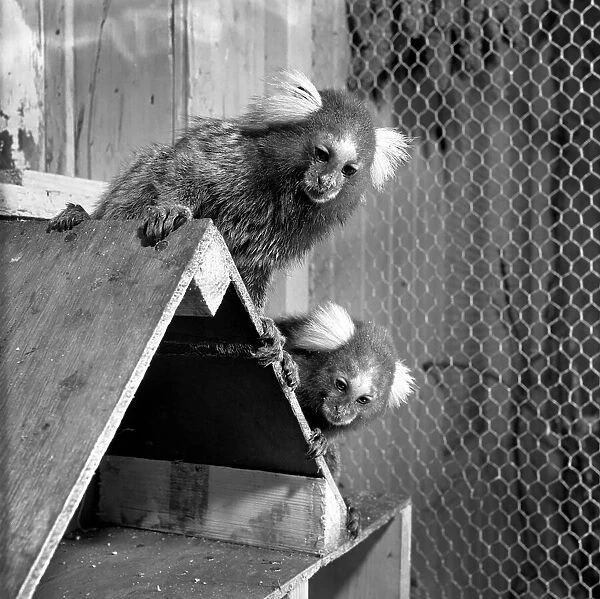 Animals: Zoo: Marmosets from Brazil seen here at Chessington Zoo. August 1953 D4031-002