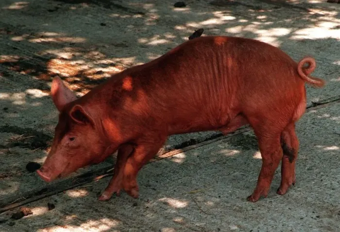 Framed Print : Anmals Pigs Tamworth Pig at Aldenham Country Park DBase Framed Print : Anmals Pigs Tamworth Pig at Aldenham Country Park DBase