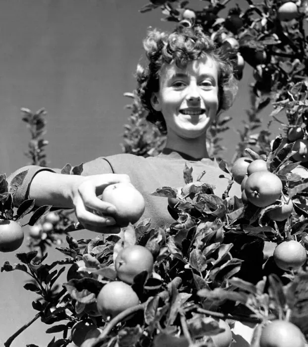 Framed Print : Ann Beagles a Pomologist (student of apples) is inspecting as she works amongst the apple Framed Print : Ann Beagles a Pomologist (student of apples) is inspecting as she works amongst the apple