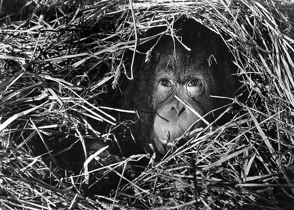 Annabella, the orang-utan hiding inside a bale of straw at London Zoo January 1955