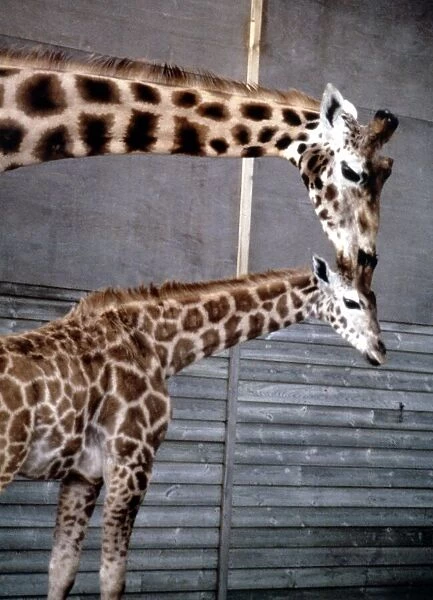Anne the baby giraffe with her mother Dribbles at Marwell Zoo June 1987