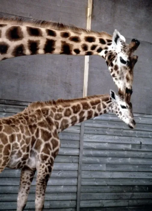 Framed Print : Anne the baby giraffe with her mother Dribbles at Marwell Zoo June 1987 Framed Print : Anne the baby giraffe with her mother Dribbles at Marwell Zoo June 1987