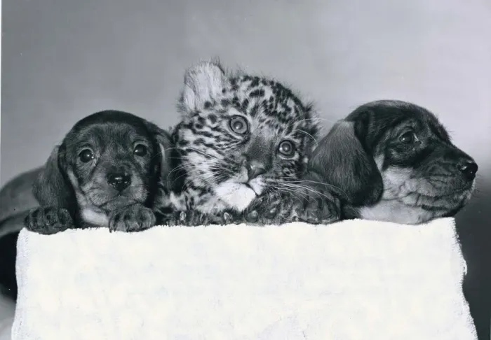 Framed Print : Anne the Leopard cub rejected by her mother at the Southern Tiger Park in Warwickshire