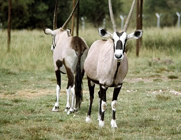 Antelopes at Lion Park in Johannesburg South Africa April 1973