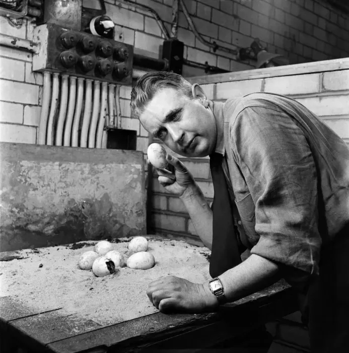 Framed Print : Is there anybody in? London Zoo keeper checking on the crocodile eggs in Framed Print : Is there anybody in? London Zoo keeper checking on the crocodile eggs in